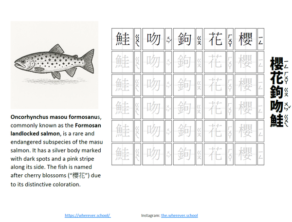 Formosan Landlocked Salmon櫻花鉤吻鮭